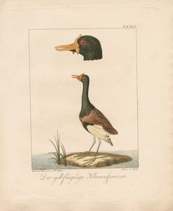 The Yellow-Winged Jacana by Carl Wilhelm Hahn