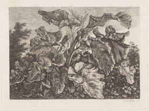 Plant Study with Burdock