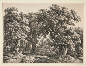 Forest Landscape