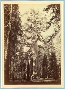 The Grizzly Giant, Mariposa Grove, Yosemite by Carleton E. Watkins