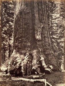Base of the Grizzly Giant, Giant Sequoia tree, Yosemite, California by Carleton Emmons Watkins