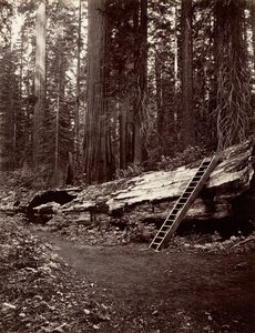 Father of the Forest, 1865-66, Printed ca. 1876 by Carleton Emmons Watkins