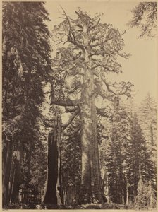 Grizzly Giant, Mariposa Grove, 1861 by Carleton Emmons Watkins