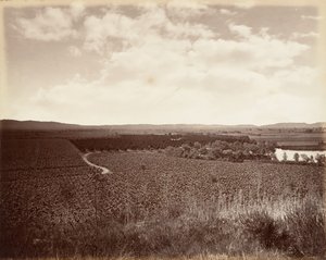 Lake Vineyard and Orange Grove, Los Angeles, 1876, Printed ca. 1876 by Carleton Emmons Watkins