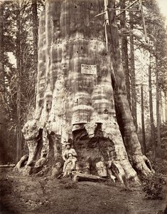 Mother of the Forest by Carleton Emmons Watkins
