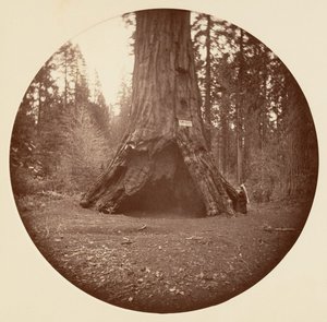 Pioneers Cabin - Calaveras Grove, ca. 1878 by Carleton Emmons Watkins