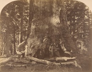 Section of Grisly Giant, Mariposa Grove, 1861 by Carleton Emmons Watkins