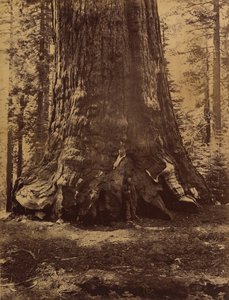 Section of the Grizzly Giant with Galen Clark, Mariposa Grove, Yosemite, 1865-66 by Carleton Emmons Watkins