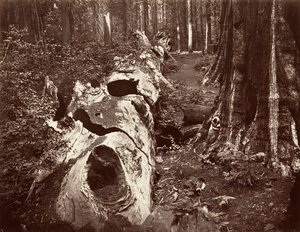The Father of the Forest, 112 Feet Circumference, Calaveras Grove, 1865-66, Printed ca. 1876 by Carleton Emmons Watkins
