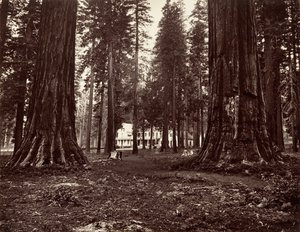 The Hotel from Mammoth Grove, ca. 1872, printed ca. 1876 by Carleton Emmons Watkins