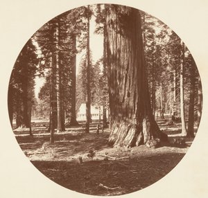 The Mammoth Grove Hotel from the Grove - Calaveras by Carleton Emmons Watkins