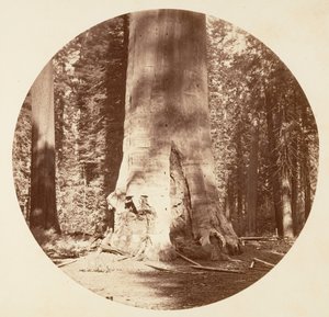 The Mother of the Forest - Calaveras Grove, ca. 1878 by Carleton Emmons Watkins