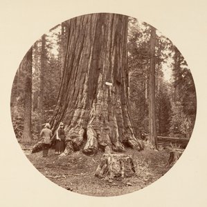 The Pride of the Forest - Calaveras Grove by Carleton Emmons Watkins