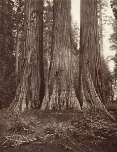 The Three Graces, 272 feet, 1865-66, printed ca. 1876 by Carleton Emmons Watkins
