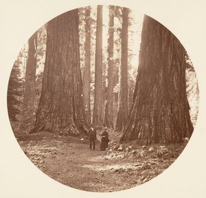 The Three Graces Seen Through the Bryant and Seward Calaveras Grove by Carleton Emmons Watkins