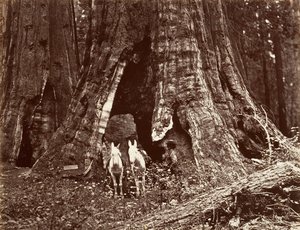 The Tripod, 94 feet circumference, 1865-66, printed ca. 1876 by Carleton Emmons Watkins