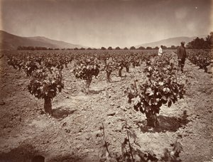 Vineyard of Camulos Ranch by Carleton Emmons Watkins