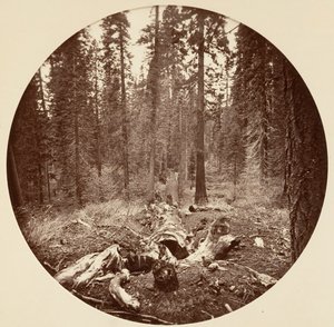 Yosemite National Park, California by Carleton Emmons Watkins