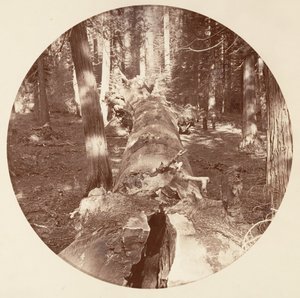 Yosemite National Park, California by Carleton Emmons Watkins