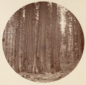Yosemite National Park, California, ca. 1878 by Carleton Emmons Watkins