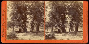 Cabin in Camp Grove, Yosemite Valley, Mariposa County, California by Carleton Watkins