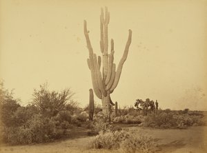 [Cereus Gigantus, S.P.R.R., Arizona] by Carleton Watkins
