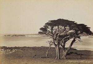 Coast View Near Monterey by Carleton Watkins