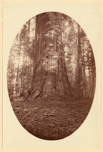 Empire State Calaveras Grove by Carleton Watkins