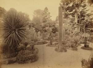 Monterey, California. Arizona Garden, Hotel Del Monte. by Carleton Watkins