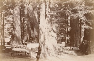 Picnic Table in Redwood Grove by Carleton Watkins