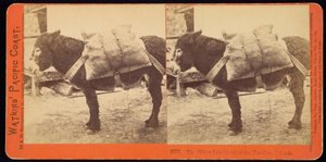 The Oldest Inhabitant of the Farallone Islands by Carleton Watkins
