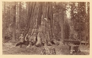 The Pride of the Forest, Calaveras Grove by Carleton Watkins