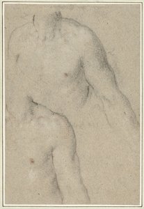 Two Studies of the Torso of a Young Man