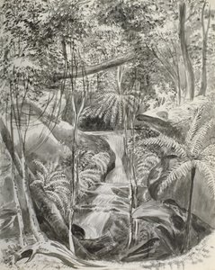 Jungle Study by Caroline Louisa Meredith