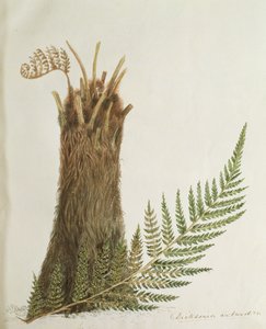 Study of a Fern by Caroline Louisa Meredith