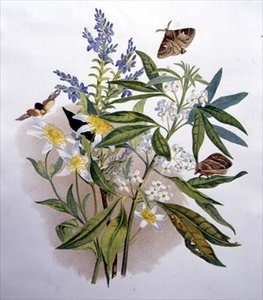 Tasmanian Blue Speedwell and Dwarf Clematis