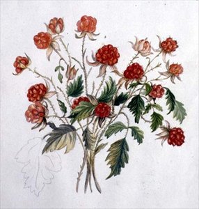 Wild Raspberry