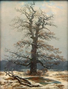 Oak in the Snow