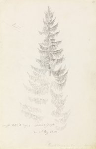 Spruce by Caspar David Friedrich