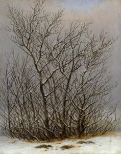 Bushes in the Snow
