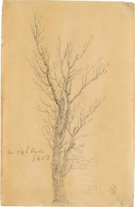 Study of a Tree by Caspar David Friedrich