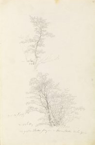 Group of Young Trees by Caspar David Friedrich