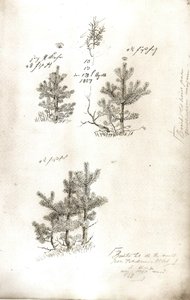 Pines by Caspar David Friedrich