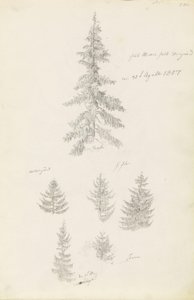Six Studies of Spruces and Firs by Caspar David Friedrich