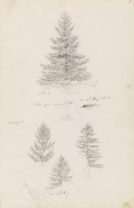 Fir and Three Studies of Spruce by Caspar David Friedrich