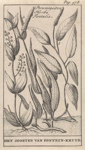 Three Types of Pondweed by Caspar Luyken