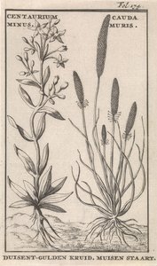 Centaury and Mouse Tail by Caspar Luyken