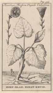 Coltsfoot with Coughwort by Caspar Luyken