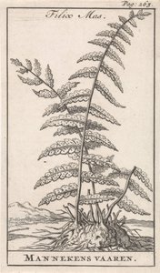 Male Fern by Caspar Luyken
