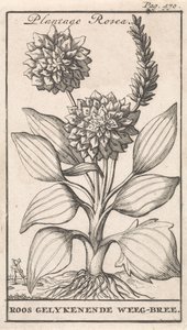 Title Page and Eight Prints with Flowers